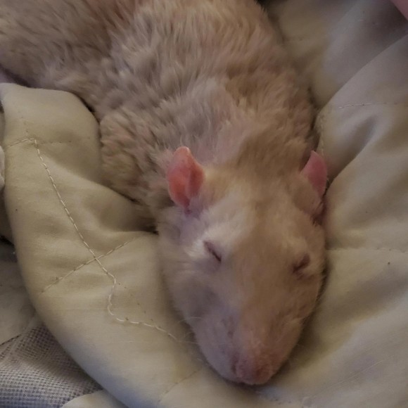 ratenteo